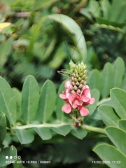 Indigofera hendecaphylla