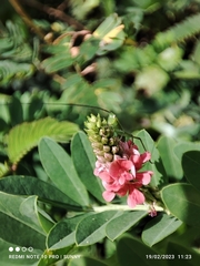 Indigofera hendecaphylla