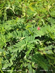 Indigofera hendecaphylla