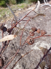 Eucalyptus globulus globulus