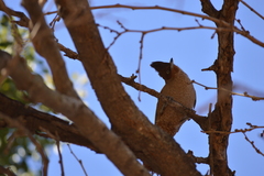 Pseudoseisura lophotes