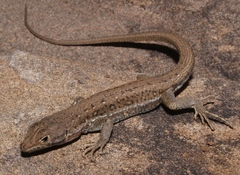 Pedioplanis lineoocellata