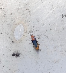 Chauliognathus tricolor