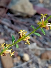 Pimelea curviflora