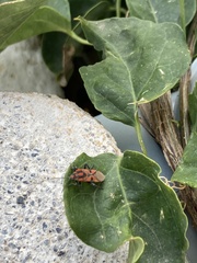 Spilostethus furcula