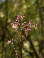 Senecio callosus