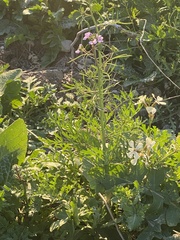 Carrichtera annua