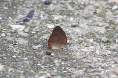 Neonympha areolatus