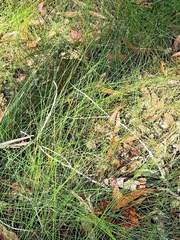 Netrostylis capillaris