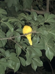 Oriolus auratus