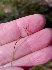 Netrostylis capillaris