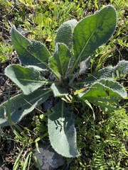 Anchusa strigosa