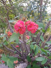 Euphorbia milii