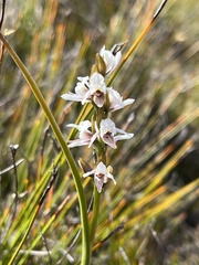 Prasophyllum mimulum