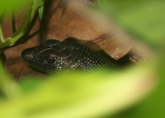 Emoia nigra