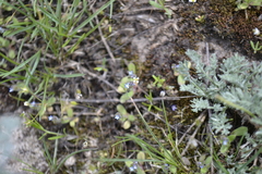 Draba verna