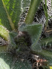 Anchusa strigosa