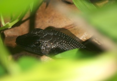 Emoia nigra