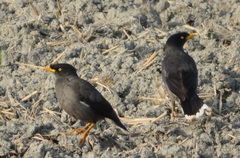 Acridotheres javanicus