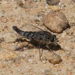 Apiocera