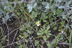 Ranunculus polyrhizos