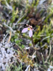 Eriochilus cucullatus