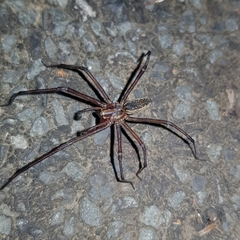 Corasoides australis