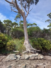 Eucalyptus globulus globulus