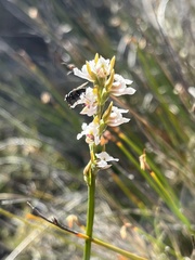 Prasophyllum mimulum