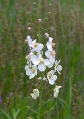 Verbascum phoeniceum