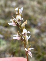 Prasophyllum mimulum