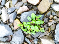Cerastium holosteoides