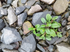 Cerastium holosteoides