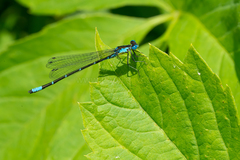 Chromagrion conditum