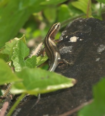 Emoia cyanura
