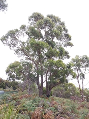 Eucalyptus amygdalina