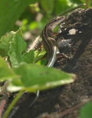 Emoia cyanura