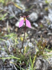 Eriochilus cucullatus