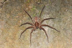 Heteropoda amphora