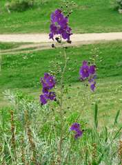 Verbascum phoeniceum