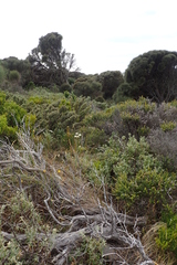 Xerochrysum papillosum