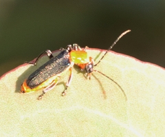 Chauliognathus tricolor