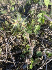 Trifolium stellatum