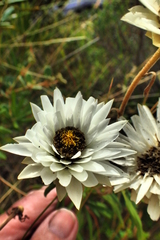 Xerochrysum papillosum