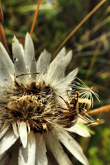Xerochrysum papillosum