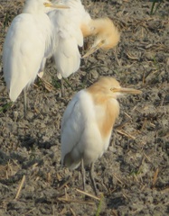 Bubulcus ibis