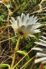 Xerochrysum papillosum