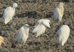 Bubulcus ibis