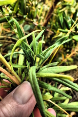 Xerochrysum papillosum