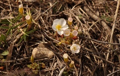 Oxalis fergusonae